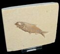 Inch Knightia Fossil Fish #4655-1